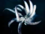 Despair Squid