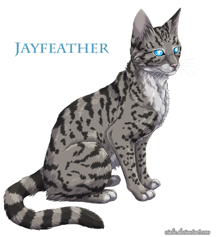 Jayfeather, Reddy Wiki
