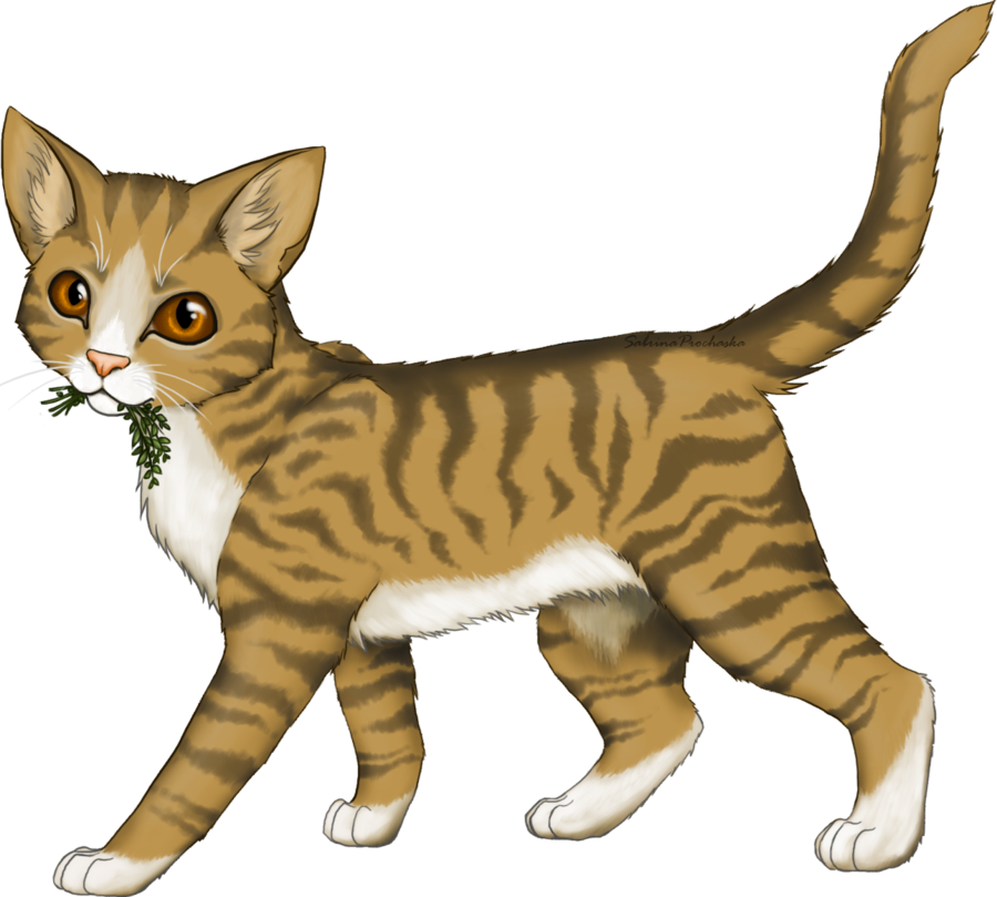 Jayfeather, Reddy Wiki