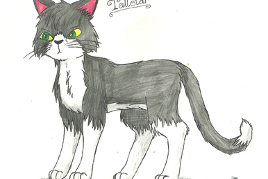 Jayfeather, Reddy Wiki