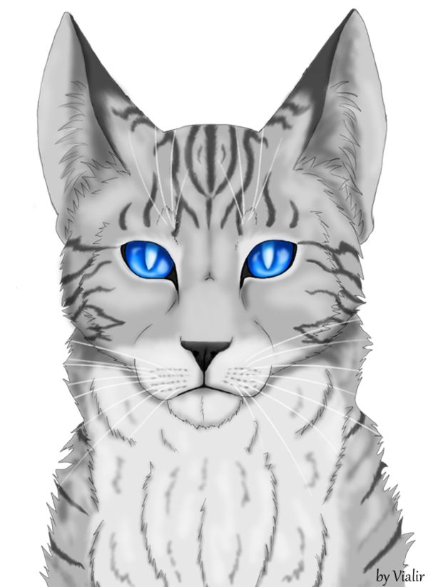 Jayfeather, Reddy Wiki