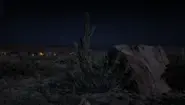 Un cactus di notte a nord di Armadillo