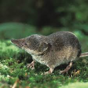 Shrew