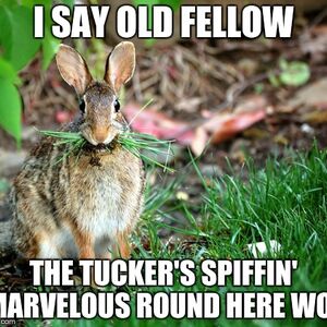 Meme Gallery Redwall Wars Wiki Fandom