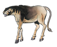 Leucrotta