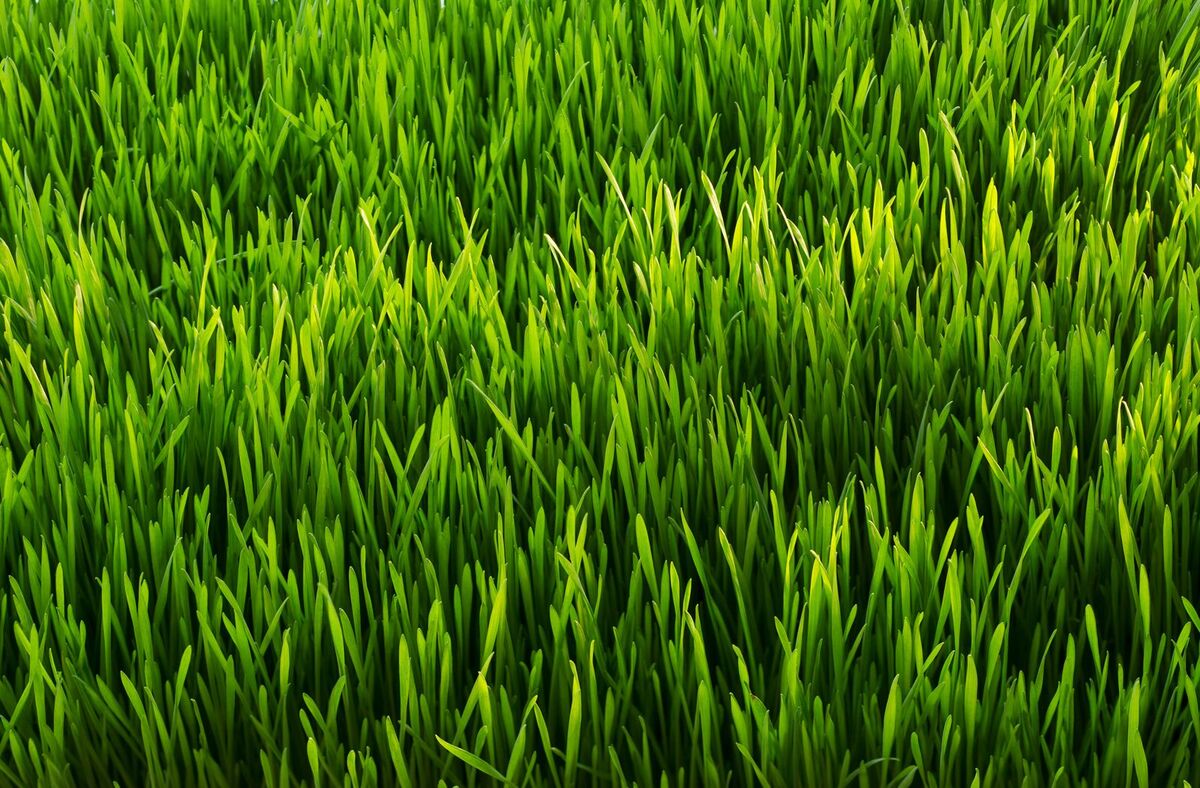 Grass torais37kk wiki fandom