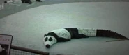 An alligator at a zoo that looks like a panda[7]