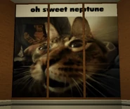 "oh sweet neptune" cat meme.