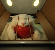 A cute, white cat holding an apple.