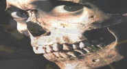 A close-up view of a skull glancing at the camera