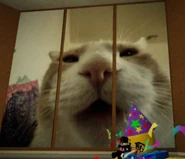 A cat with its mouth way too close to the camera.