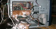 4 kitties in a computer case.