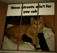 A cat holding a large Glock-17 with a caption saying "these streets ain't for you cuh".