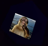 An image of a pondering monkey.