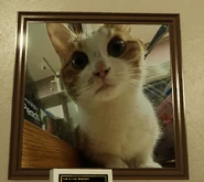 Honeycat.png (447 KB) honey cat