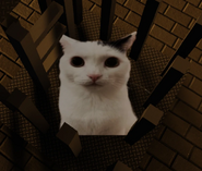 Jermbo sitting in the cage after the princess resets.