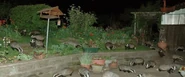 A cete of badgers in a backyard.