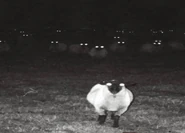 A white sheep in front of a large dark herd of sheep.