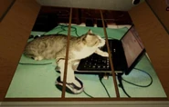 A cat using a laptop.