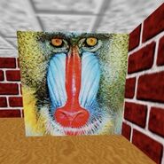 A picture of a Mandrill, the same one used for the rare Mandrill Maze occurrence.