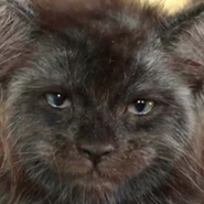 El otro gato cara de gil regresa