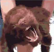 Chewbacca