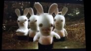 Black Short Rabbids