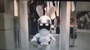 Silver Belt Rabbid