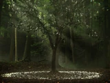 Blood Wood