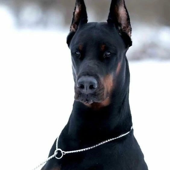 Drogo The Reign of Women Wiki Fandom