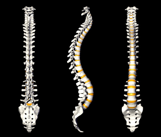 Columna vertebral - Wikipedia