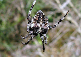 Araneus angulatus