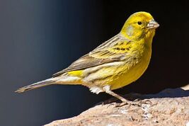 Canario-silvestre