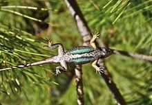 220px-western clôglet lézard - sous-lien.jpg