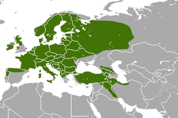 250px-European Pine Marten area