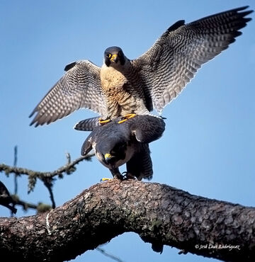 Halcones peregrino apareandose