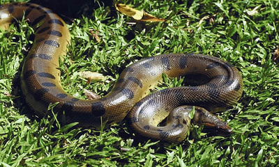 Anaconda verde