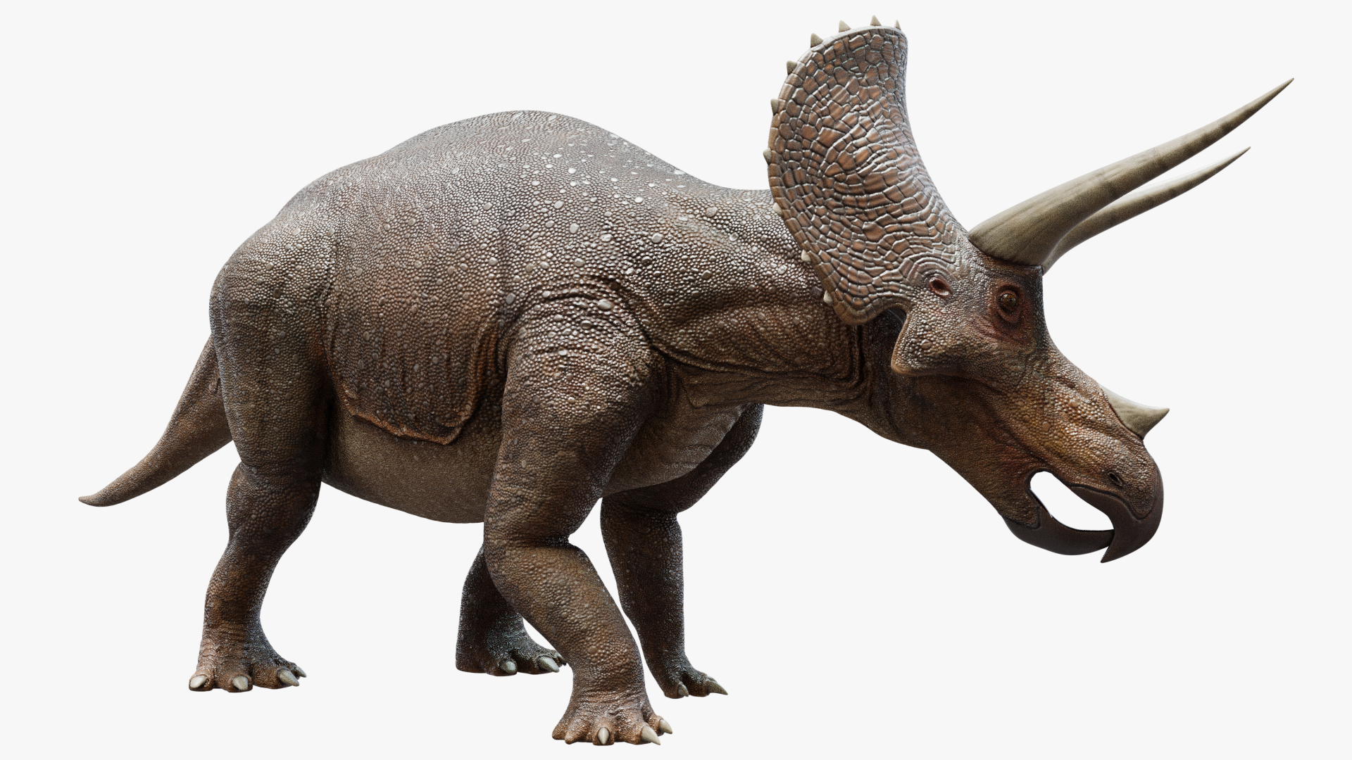 Triceratops | Wiki Reino Animalia | Fandom Triceratops | Wiki Reino Animalia | Fandom