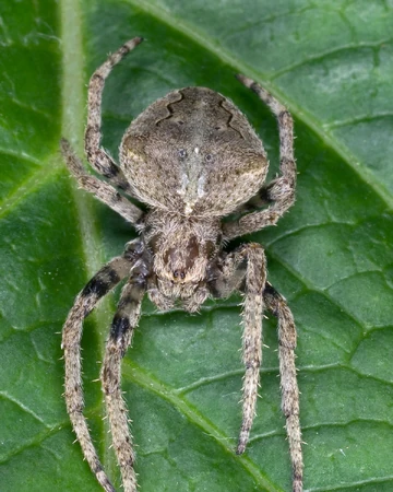 Arana Diablo Japonesa Wiki Reino Animalia Fandom Arana — araña araña est le nom d une super héroïne appartenant à l univers de marvel comics. arana diablo japonesa wiki reino