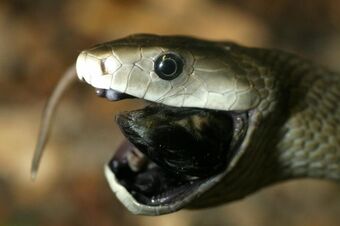 Mamba negra comiendo