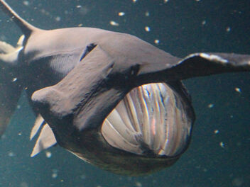Mississippi-paddlefish-polyodon-spathula-img 2499-version-2