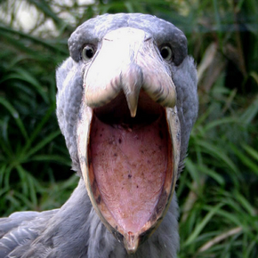 Picozapato 3.png