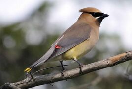 Bombycilla-cedrorum-bird-cedar-waxwing-725x493