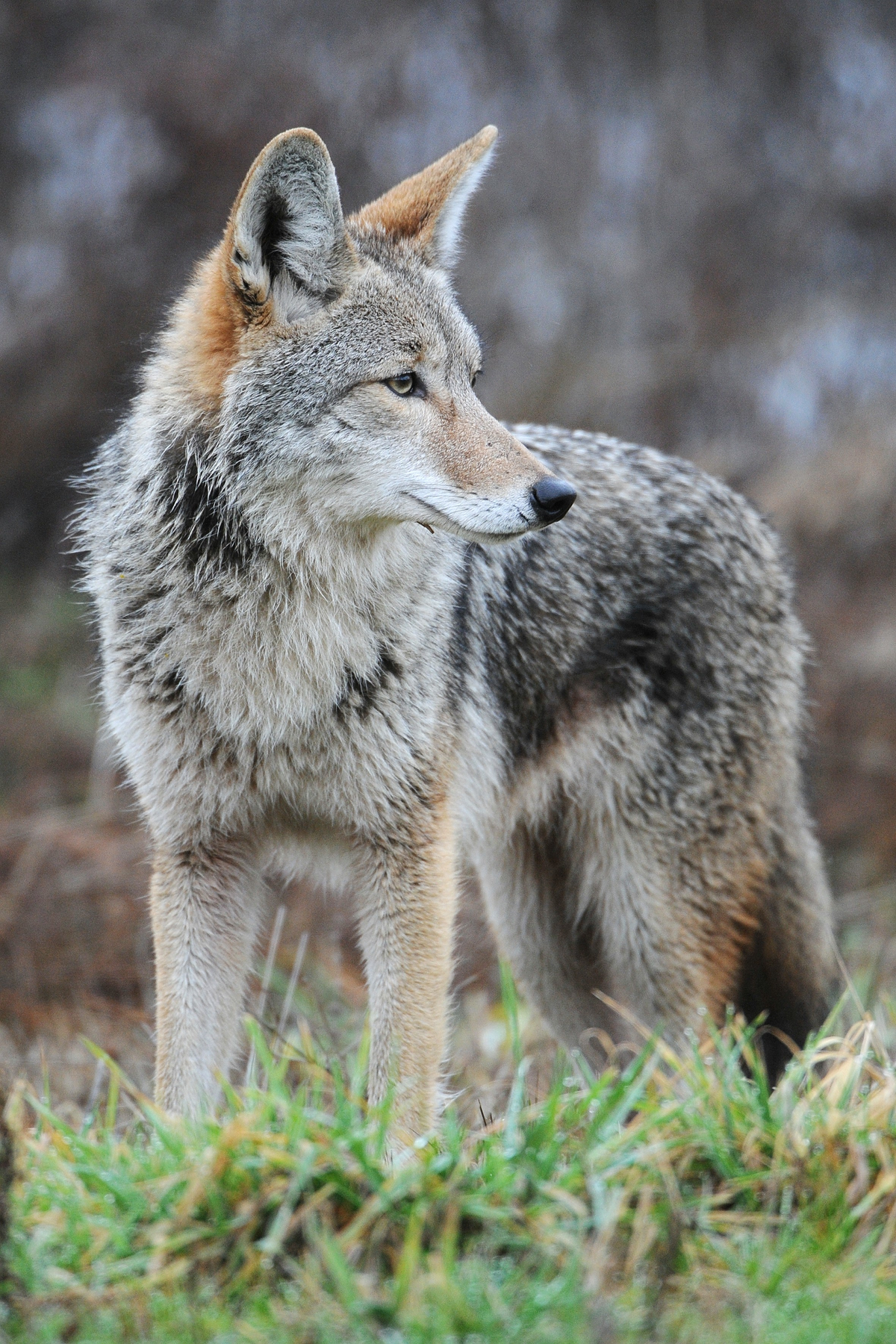 Coyote | Wiki Reino Animalia | Fandom