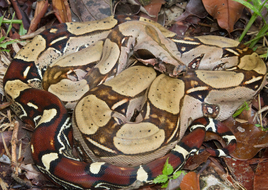 Redtailedboa
