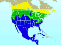 Cedar Waxwing-rangemap.png