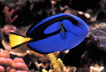 Cirujano azul 1