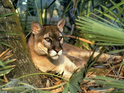 Puma 7.png