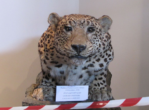 Leopardo de anatolia 3