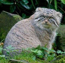 Manul 4